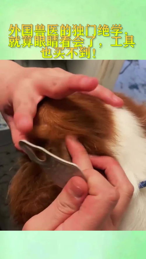異國獸醫(yī)技藝 那些眼能看會，卻無處可覓的獨門工具